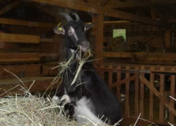 De la ferme au fromage 