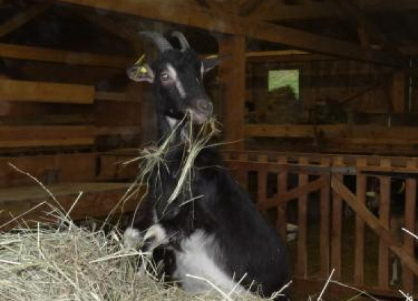 De la ferme au fromage 